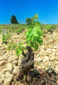 Vigna ad alberello