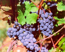 Grappolo-uva-vitigno-cabernet-sauvignon