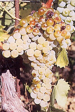 grappolo-uva-bianca-vitigno-grecanico
