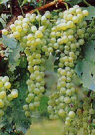 grappolo-uva-bianca-vitigno-malvasia-di-lipari