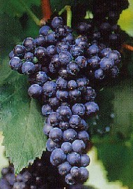 grappolo-uva-rossa-vitigno-malvasia-di-brindisi