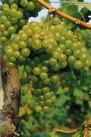 grappolo-uva-vitigno-moscato-bianco