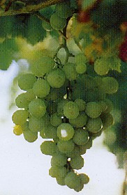 grappolo-uva-vitigno-moscato-zibibbo