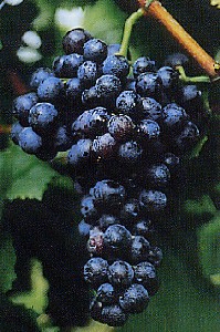 grappolo-uva-vitigno-schiava-gentile