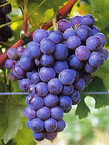 grappolo-uva-vitigno-schiava-grossa