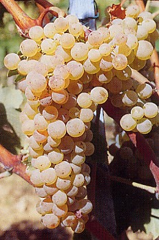 grappolo-uva-vitigno-trebbiano-toscano