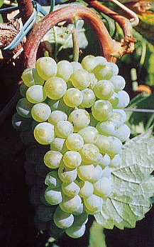 grappolo-uva-vitigno-vernaccia-di-oristano