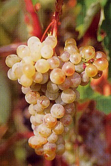 grappolo-uva-vitigno-vernaccia-di-san-gimignano
