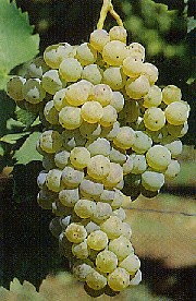 grappolo-uva-bianca-vitigno-autoctono-friuli-malvasia-istriana
