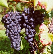 Grappolo-uva-vitigno-merlot
