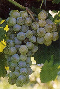 grappolo-uva-vitigno-vino-muller-thurgau