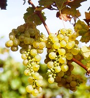 grappolo-uva-bianca-vitigno-autoctono-friuli-picolit