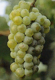 Grappolo-uva-vitigno-pinot-bianco