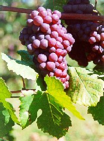 Grappolo-uva-vitigno-pinot-grigio