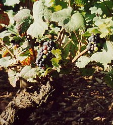 Grappolo-uva-vitigno-pinot-nero