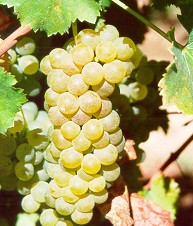 grappolo-uva-bianca-vitigno-autoctono-friuli-ribolla