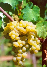 Riesling italico