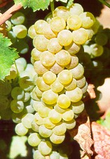 Grappolo-uva-vitigno-riesling-renano