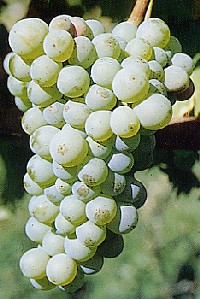 Grappolo-uva-vitigno-sauvignon