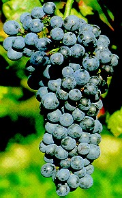 grappolo-uva-rossa-vitigno-autoctono-friuli-schioppettino
