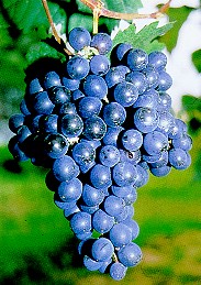 grappolo-uva-rossa-vitigno-autoctono-giuliano-terrano