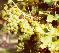 grappolo-uva-bianca-vitigno-autoctono-friuli-tocai-friulano