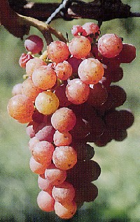 Grappolo-uva-vitigno-traminer-aromatico