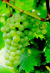 grappolo-uva-bianca-vitigno-autoctono-giuliano-vitovska