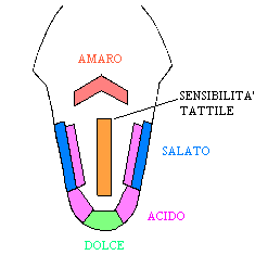 Percezione del gusto