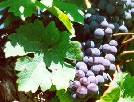 Grappolo-uva-vitigno-cabernet-franc