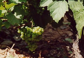 Grappolo-uva-vitigno-chardonnay