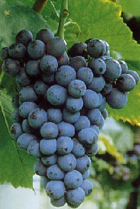 Grappolo-uva-vitigno-franconia