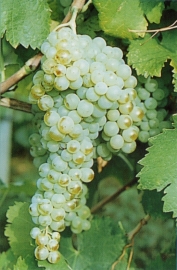 grappolo-uva-bianca-vitigno-malvasia-del-chianti