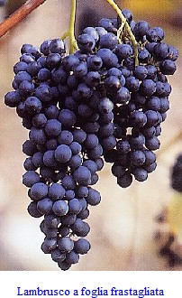 grappolo-uva-rossa-vitigno-lambrusco-a-foglia-frastagliata