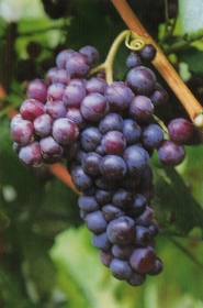 grappolo-uva-vitigno-moscato-rosa