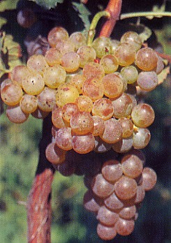 grappolo-uva-vitigno-trebbiano-romagnolo