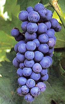 grappolo-uva-rossa-vitigno-autoctono-friuli-pignolo
