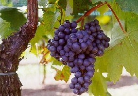 grappolo-uva-rossa-vitigno-autoctono-friuli-refosco-dal-peduncolo-rosso
