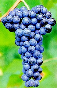 grappolo-uva-rossa-vitigno-autoctono-friuli-tazzelenghe