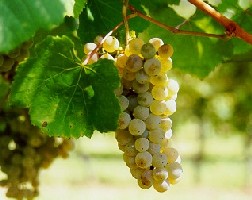 grappolo-uva-bianca-vitigno-autoctono-friuli-verduzzo