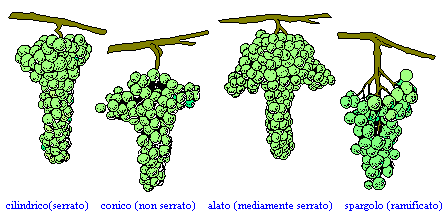 forma dei grappoli d'uva
